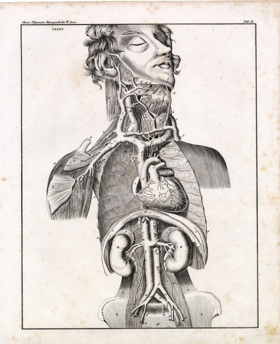 Vintage Human Anatomy Print -  Antique Oken's Naturgeschichte Artwork