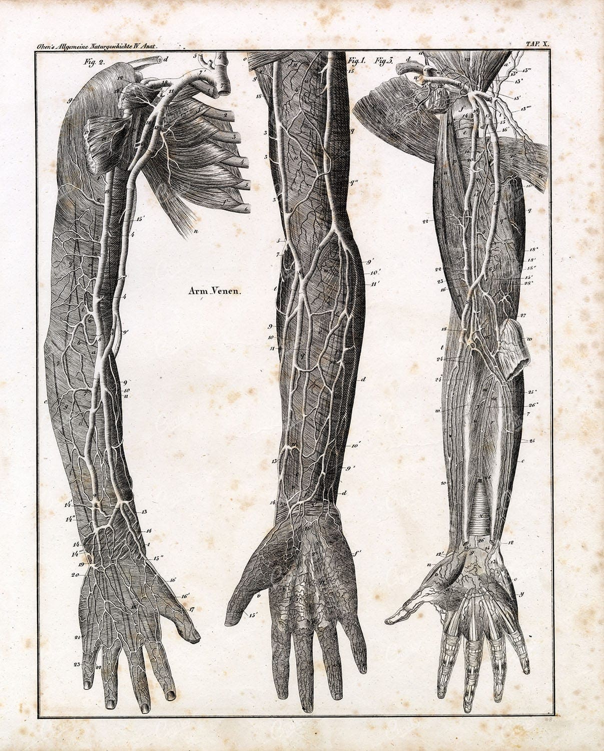 Vintage Human Anatomy Print 1836 -  Veins Of The Arm Lithograph