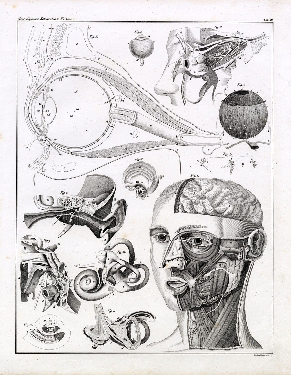 Oken's Naturgeschichte - 1836 Human Anatomy Print - Eyes