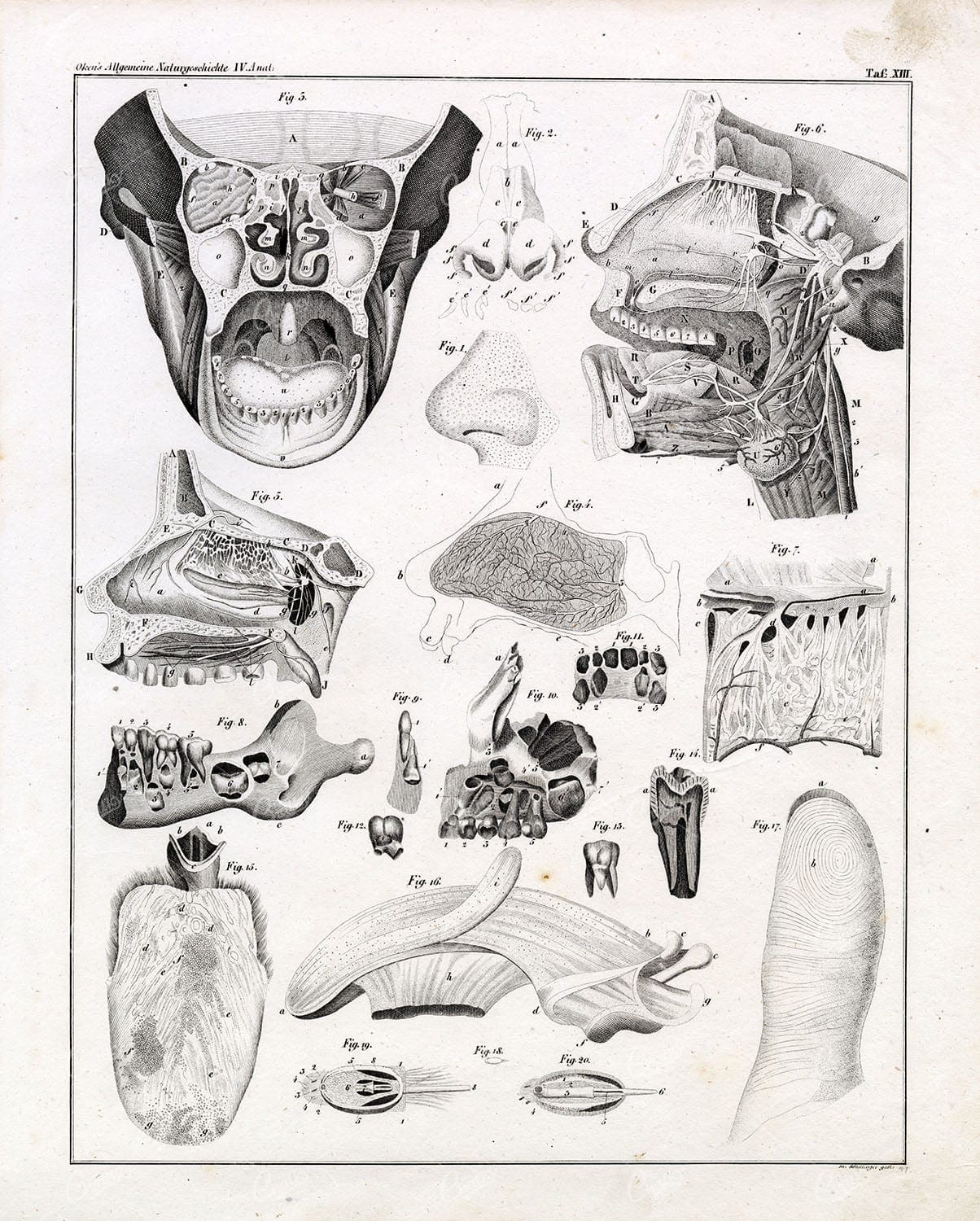 ANTIQUE Dental Lithograph - 1836 Human Anatomy Artwork