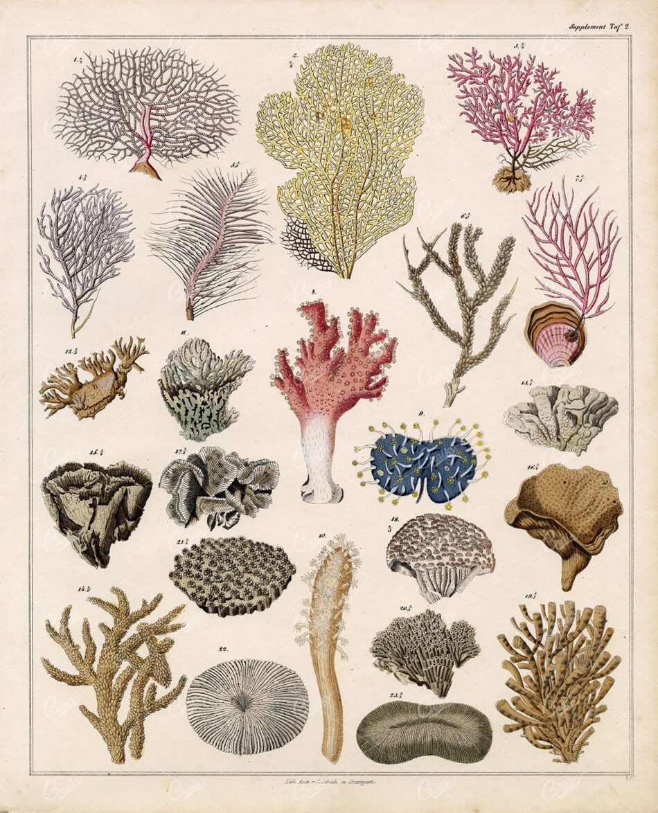 Antique Oken's Naturgeschichte Print - Various Coral Species