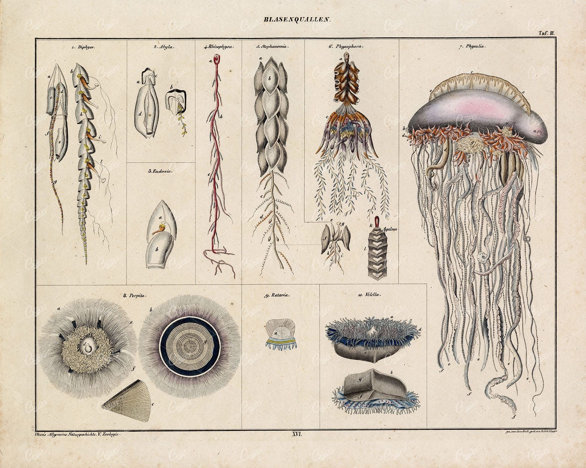 JELLYFISH Antique Oken's Naturgeschichte Print - Handcoloured Print