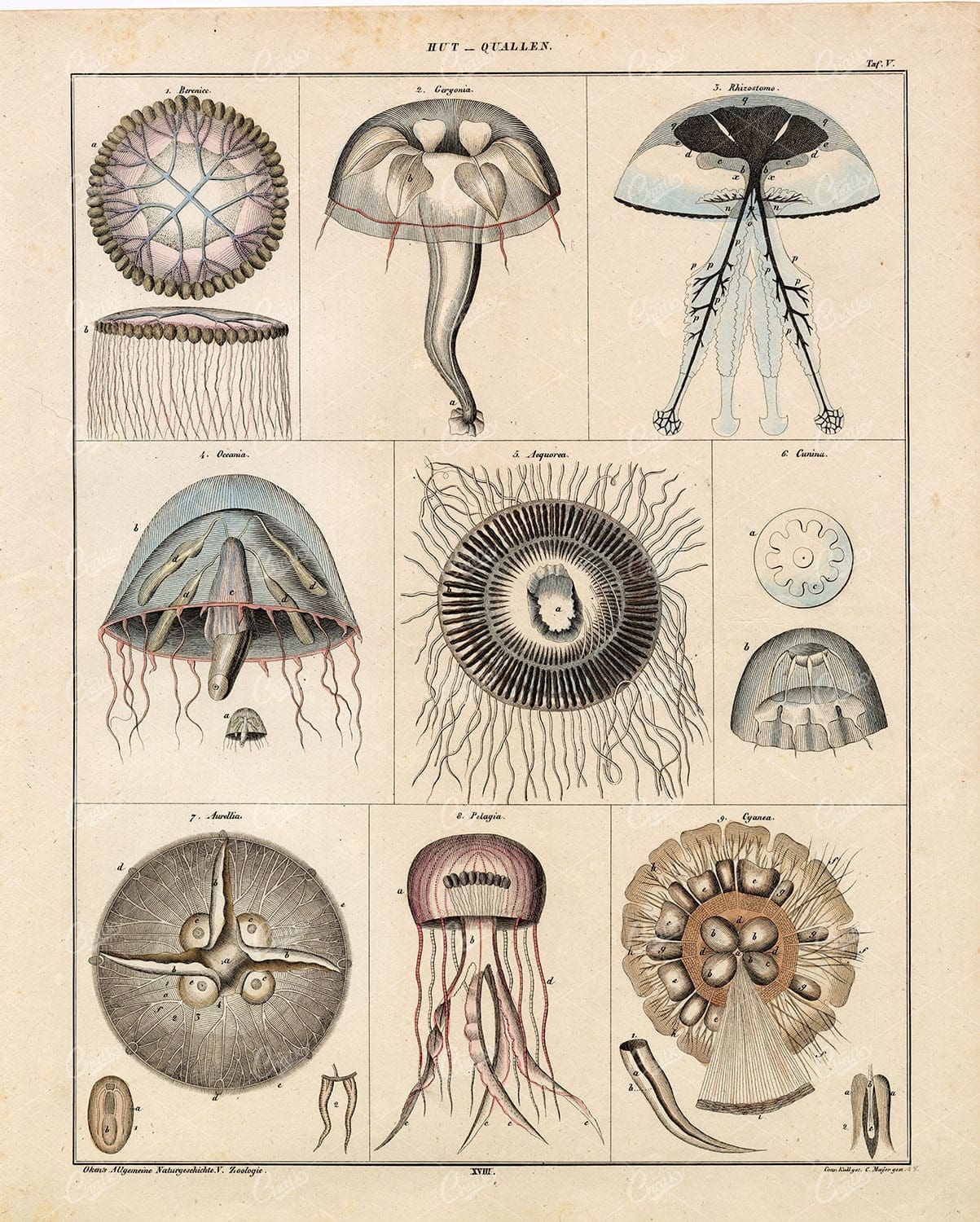 JELLYFISH Antique Oken's Naturgeschichte Print - Handcolored Lithograph