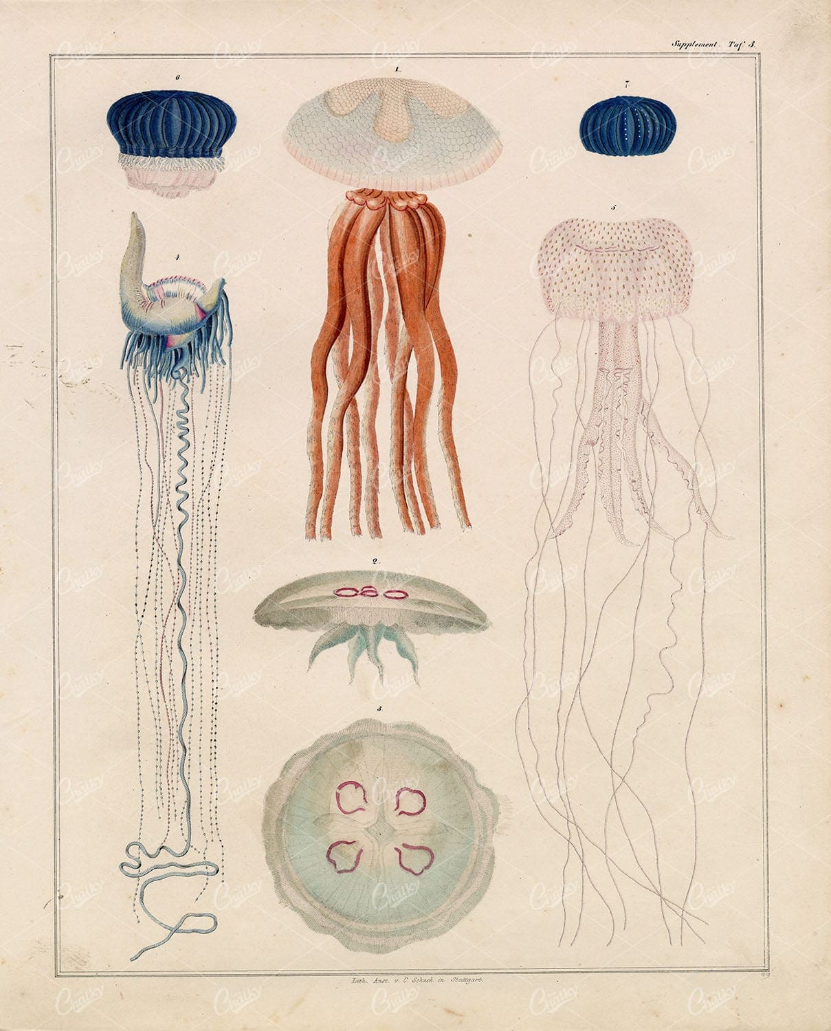 Jellyfish Vintage Okens Naturgeschichte Print - Handcolored Lithograph