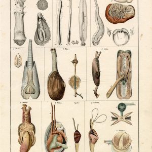 ANTIQUE Oken's Naturgeschichte Print - 'Schulter Muscheln' Shellfish