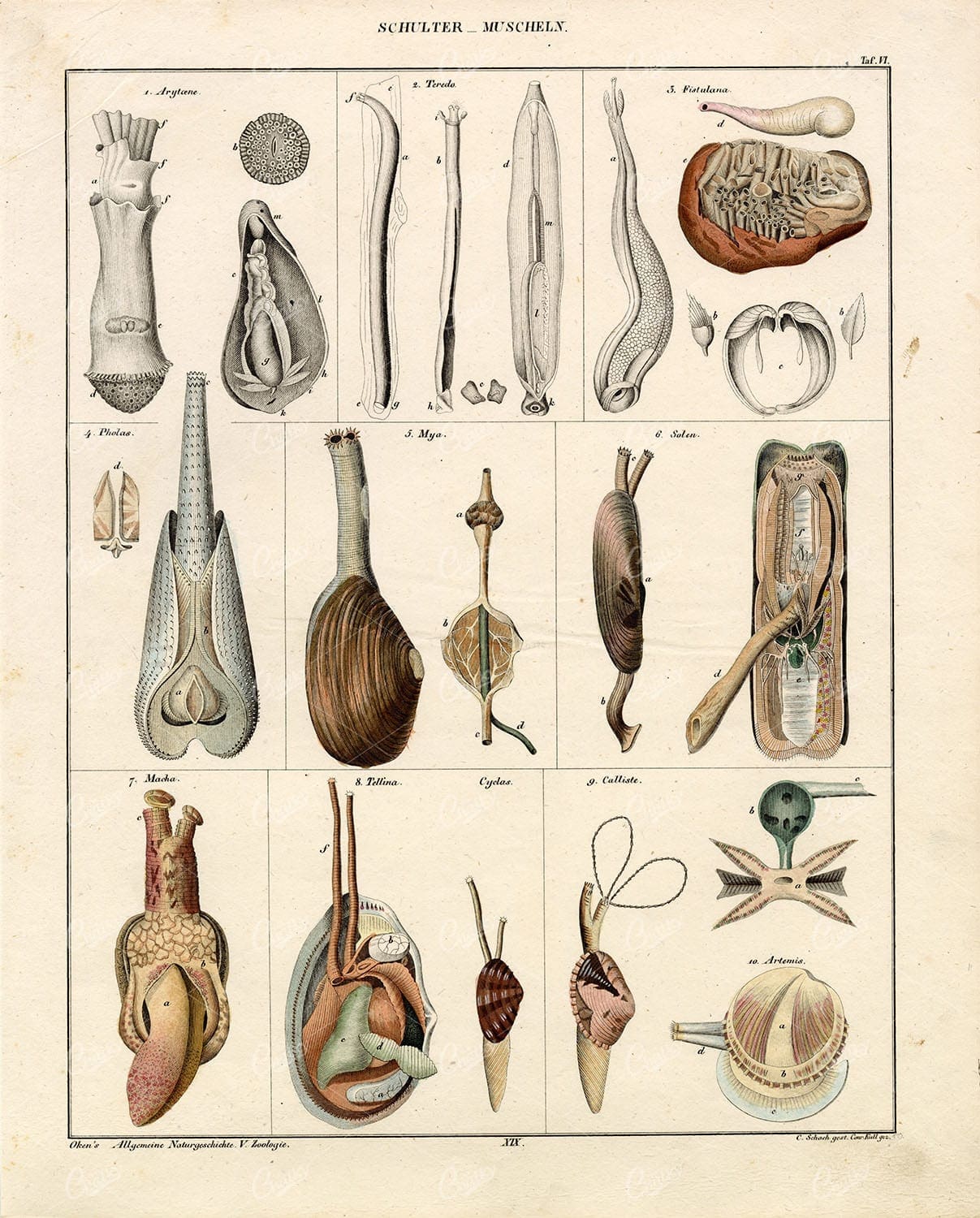 ANTIQUE Oken's Naturgeschichte Print - 'Schulter Muscheln' Shellfish