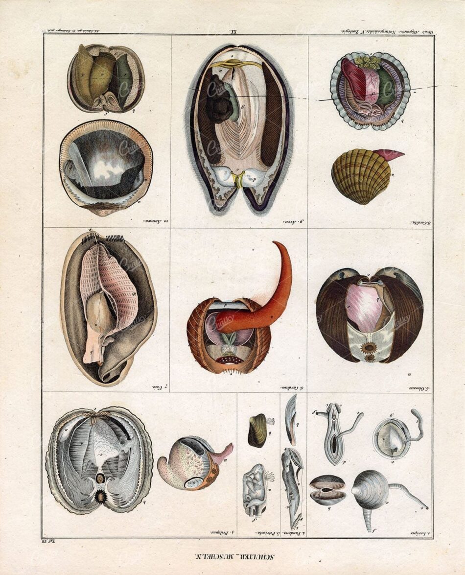 ANTIQUE Oken's Naturgeschichte Artwork - 'Schulter Muscheln' Shellfish