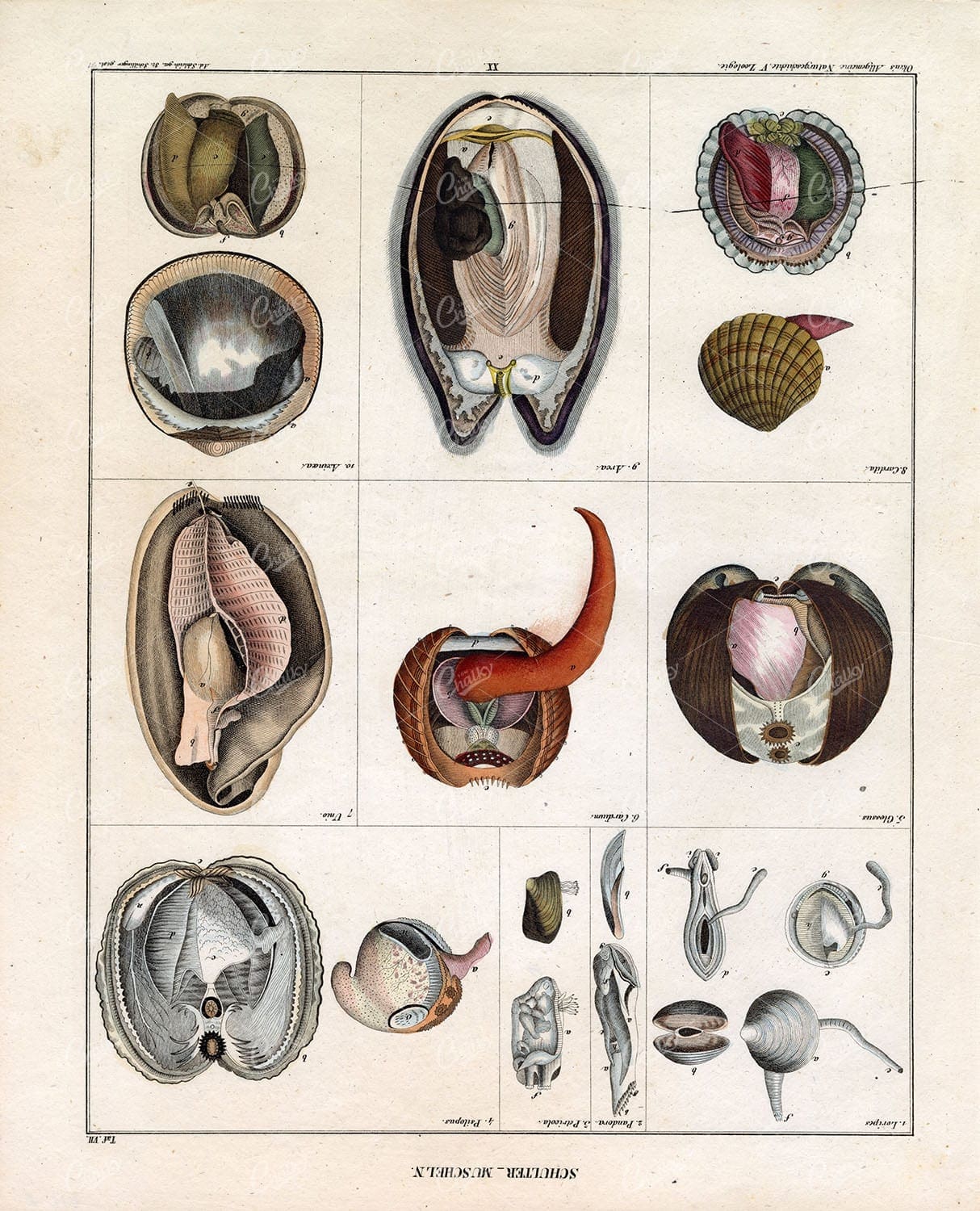 ANTIQUE Oken's Naturgeschichte Artwork - 'Schulter Muscheln' Shellfish