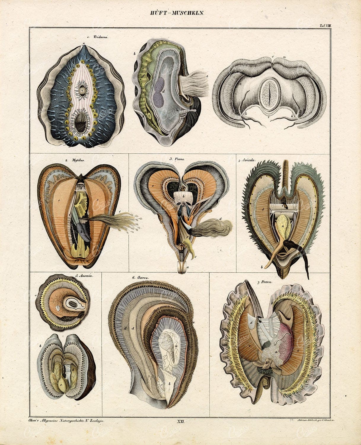 ANTIQUE Oken's Naturgeschichte Artwork - Scallops 'Huft Muscheln'