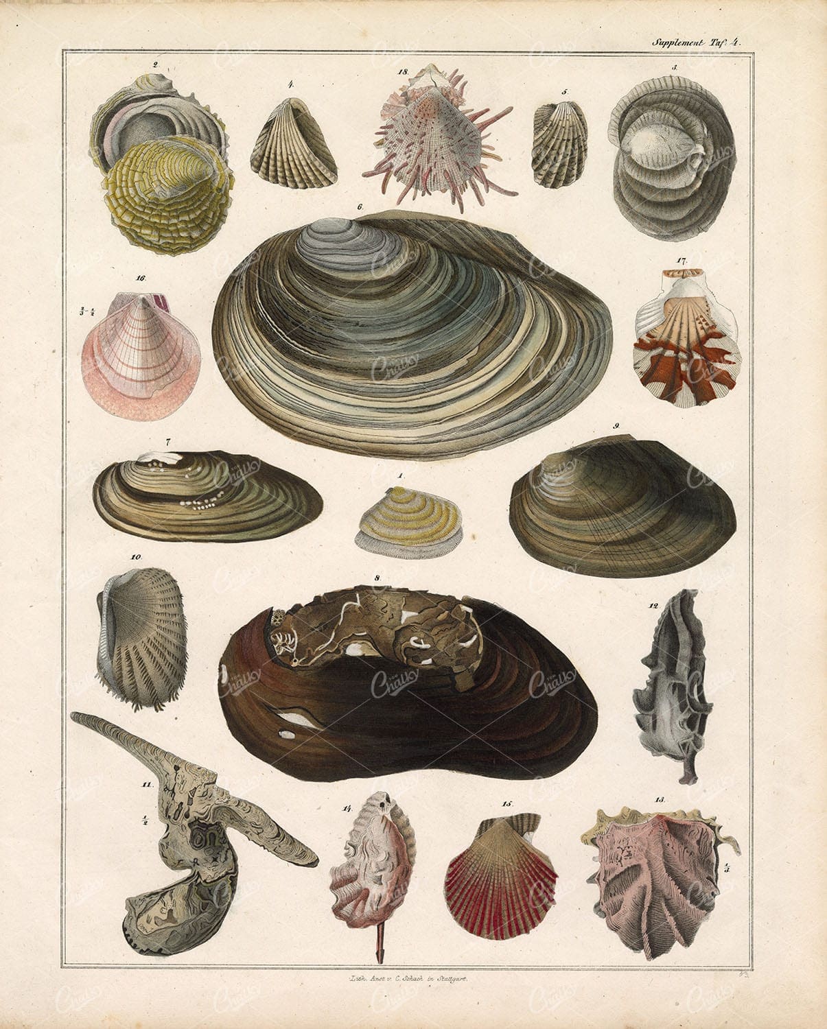 ANTIQUE Oken's Naturgeschichte Print - Variety of Clam Shells