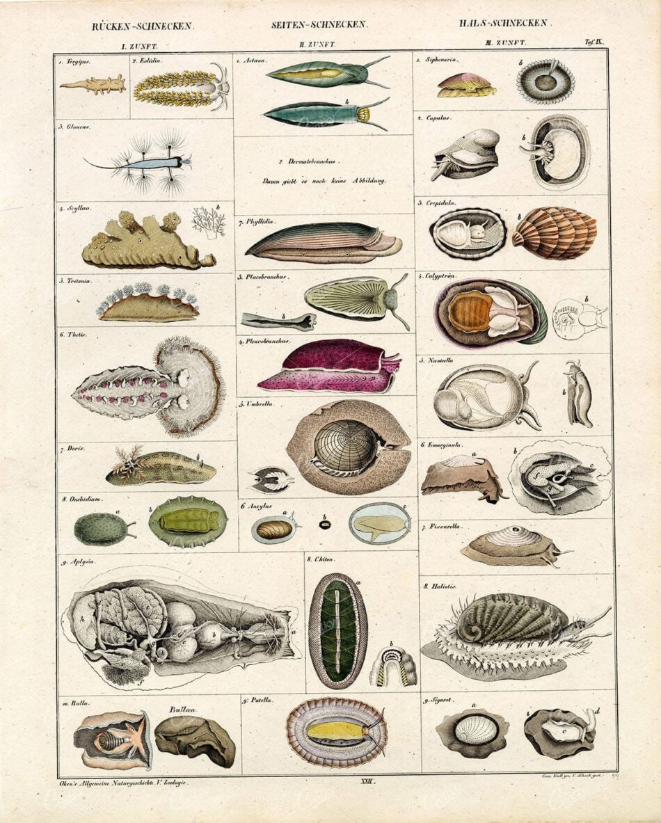 Marine Mollusks And Gastropods On A German Taxonomic Chart - Three Columns Of Numbered Species, Shells, And Sea Slugs