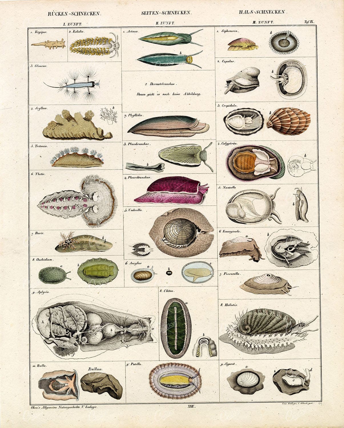 SNAILS Cross-section - Antique Nature Animal Print - Handcolored Litho