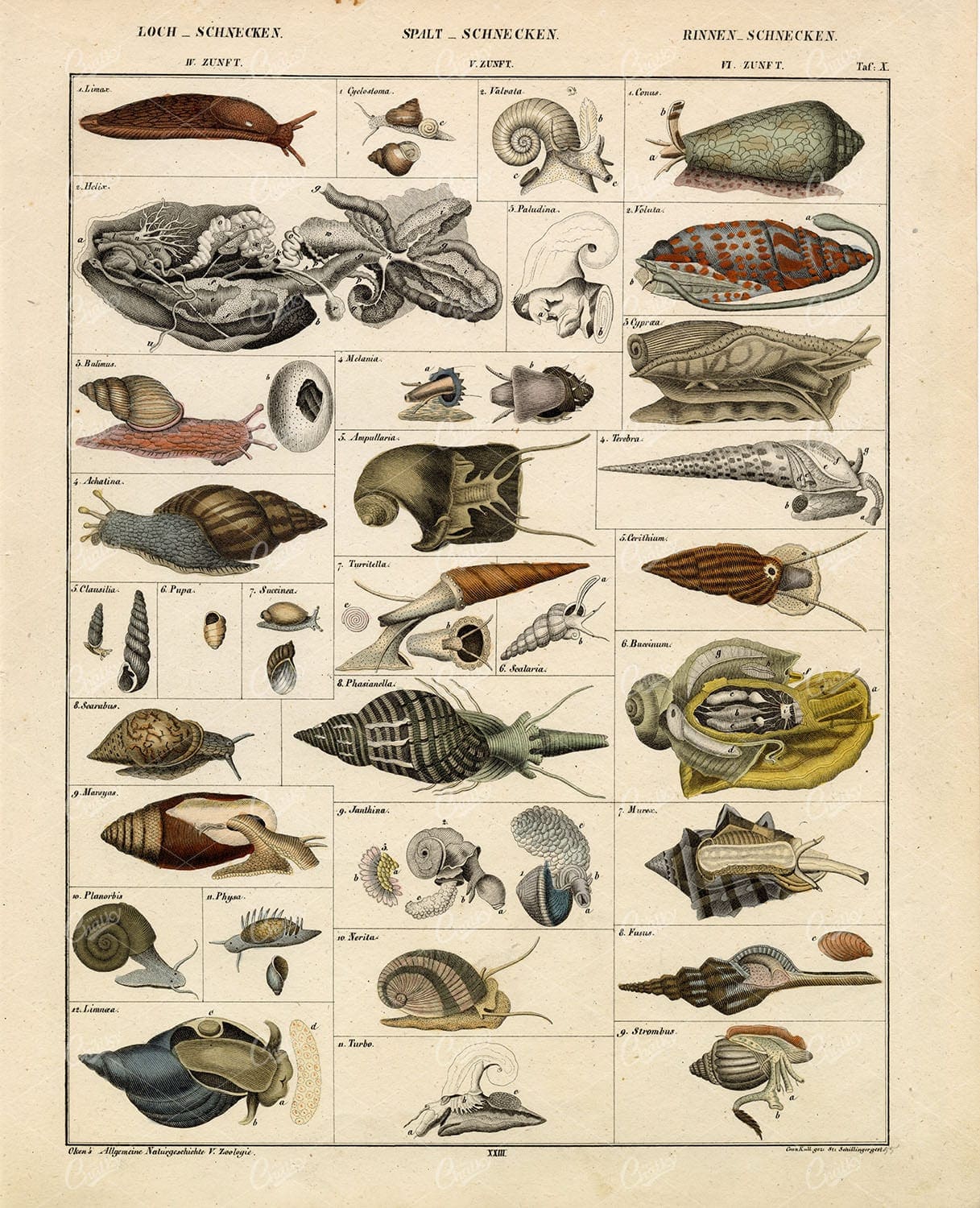 ANTIQUE Animal Artwork - Handcolored Oken's Naturgeschichte Print