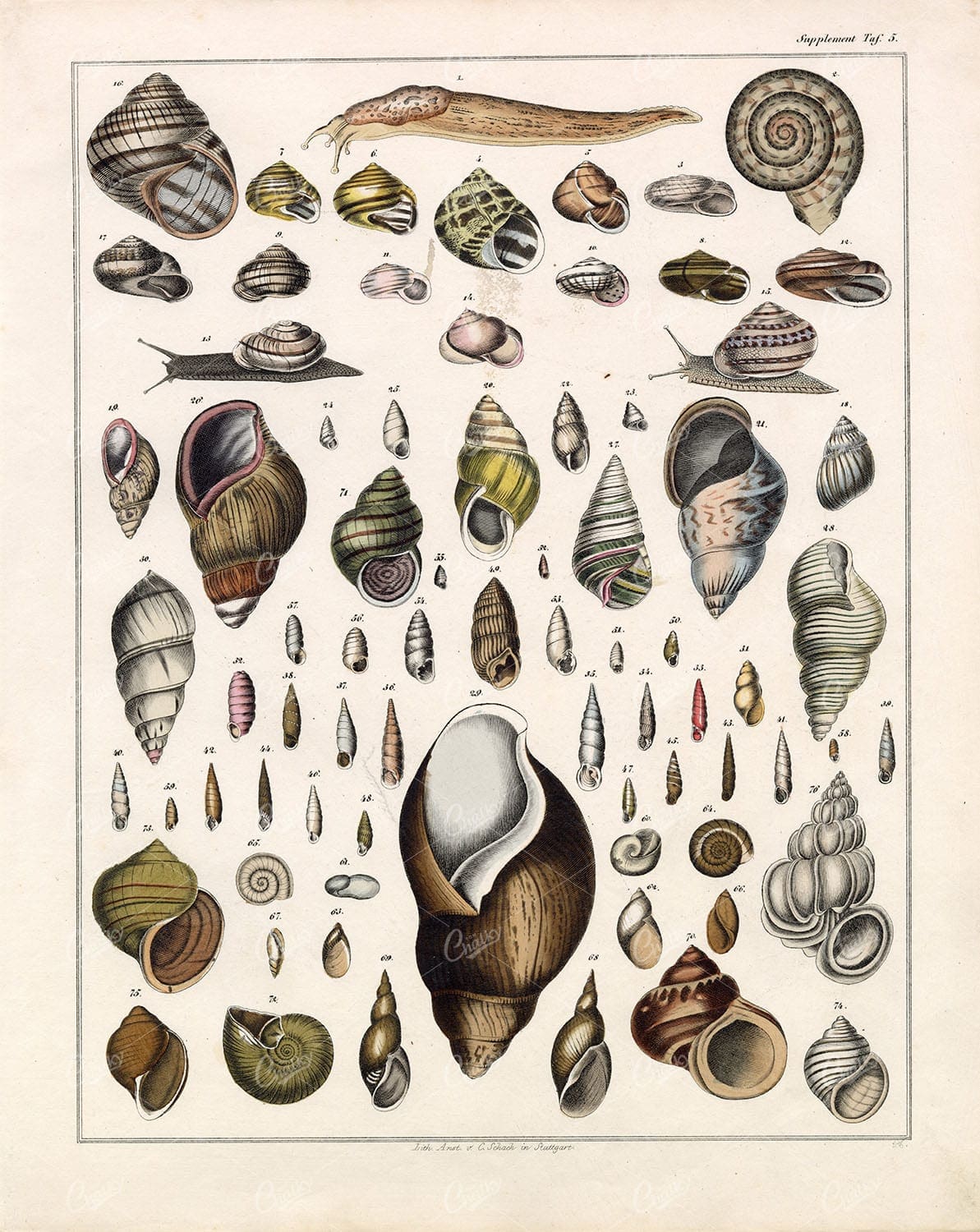 Shells - Variety Of Snail Shells - Handcolored Oken's Naturgeschichte