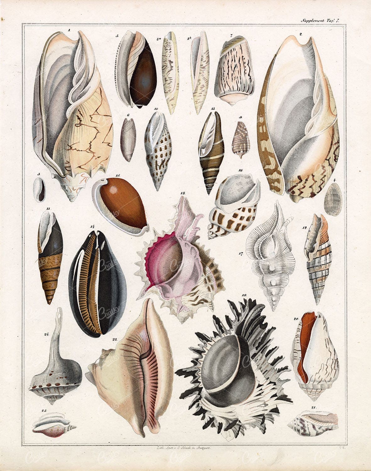 Nautical - Variety Of Detailed Sea Shells - Handcolored Lithograph 1830's