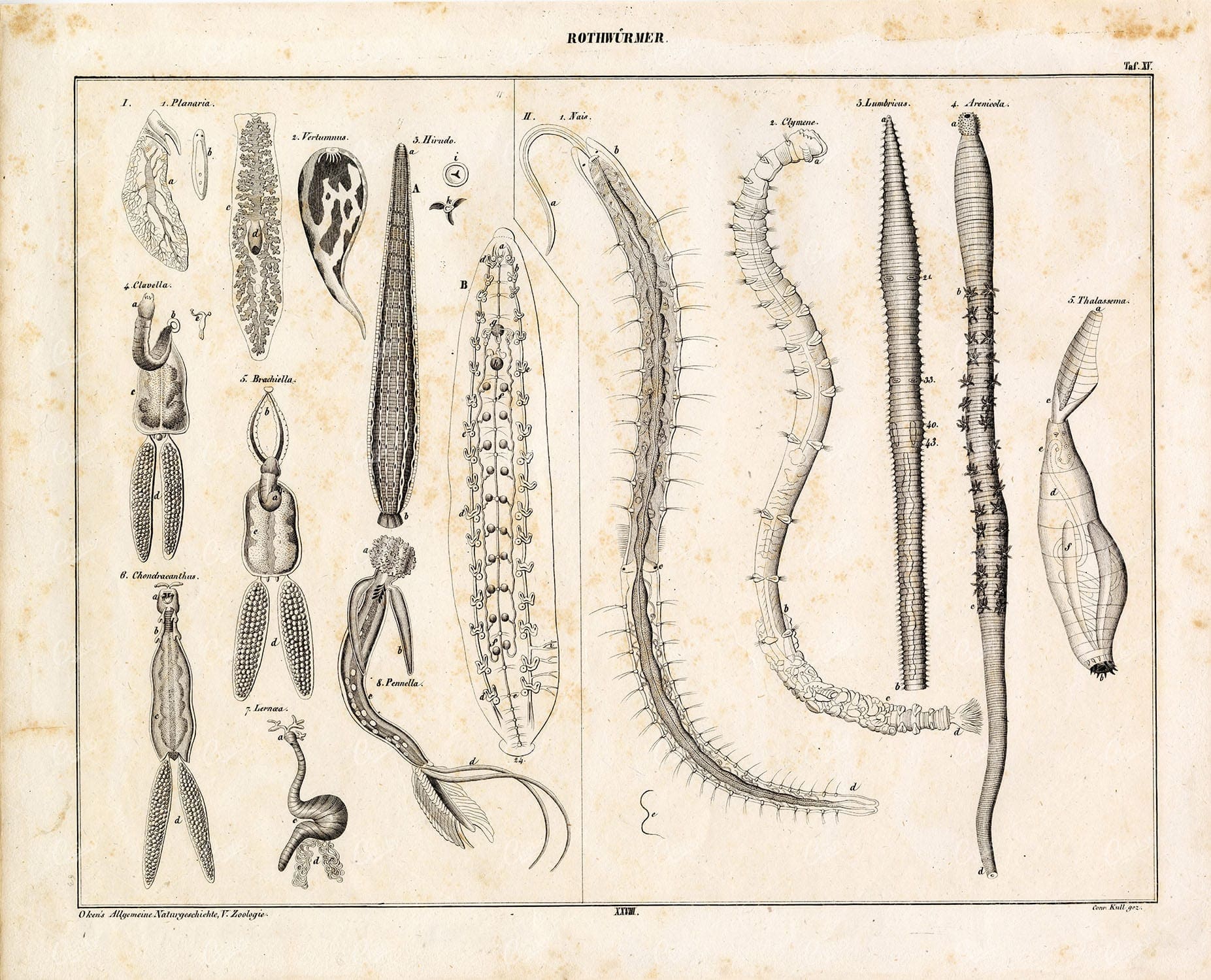 NATURE - Vintage Print of Red Worms - Oken's Naturgeschichte Artwork