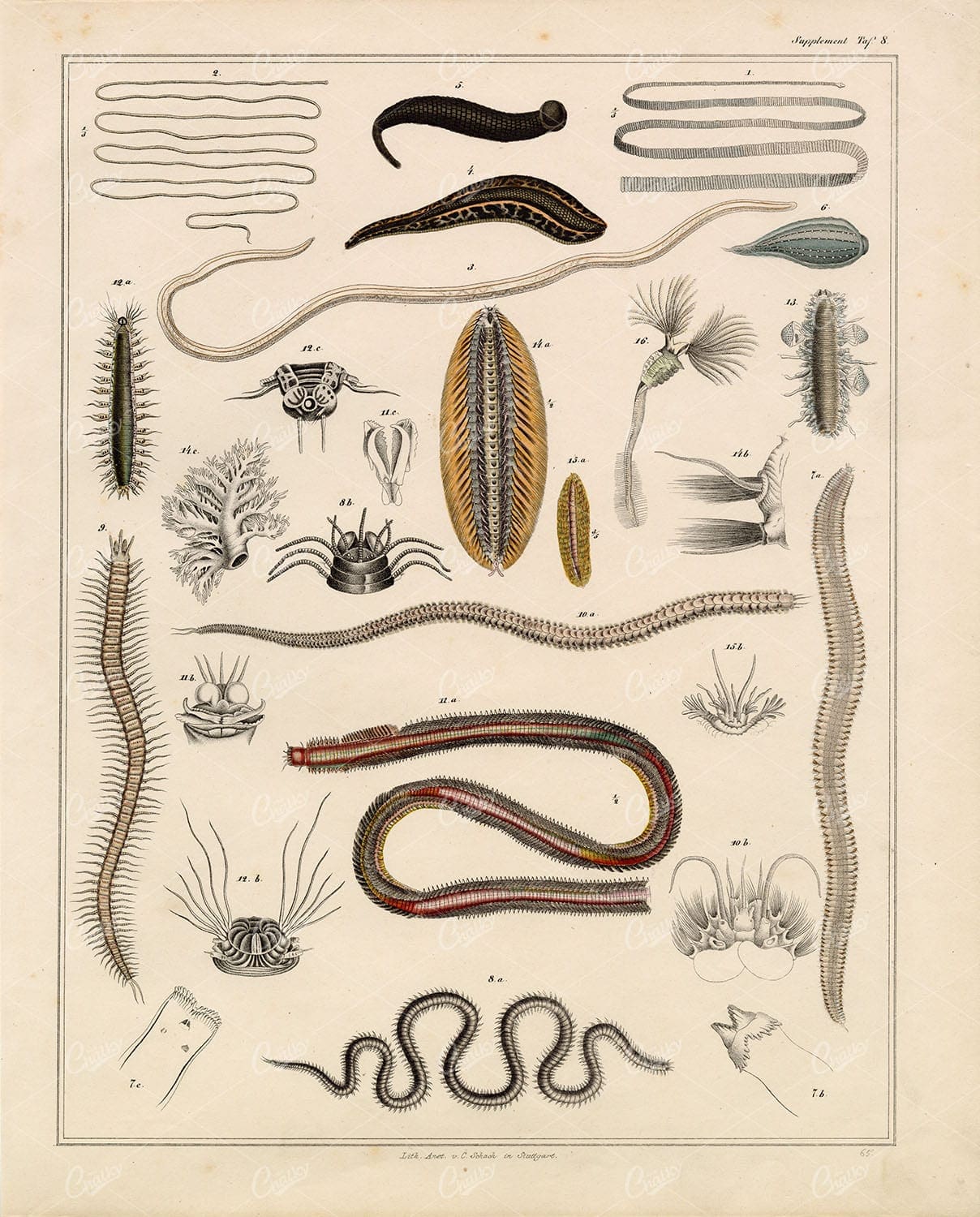 NATURE - Vintage Print of Worms - Oken's Naturgeschichte Lithograph