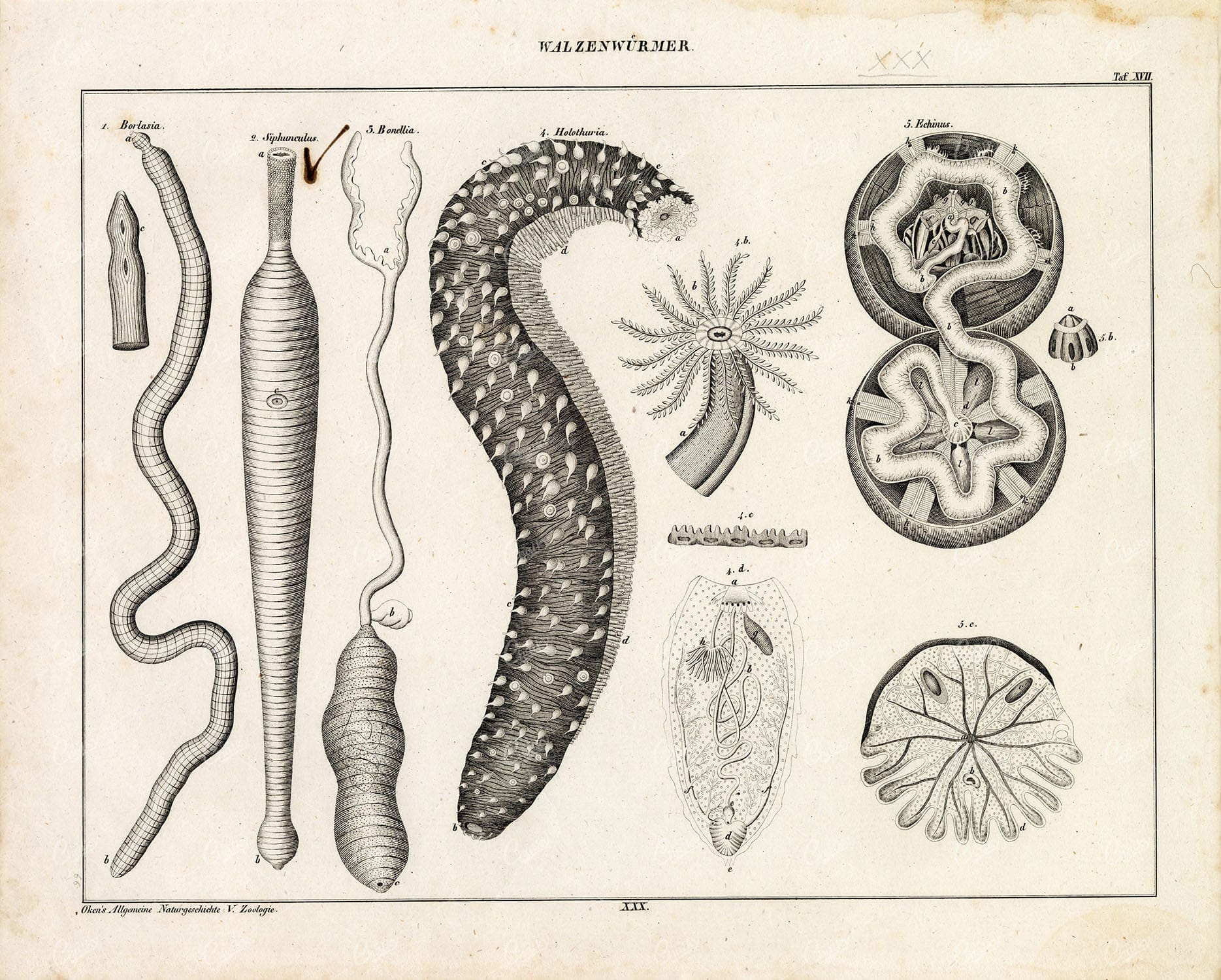 NATURE - Vintage Print of Roller Worms - Oken's Naturgeschichte Lithograph