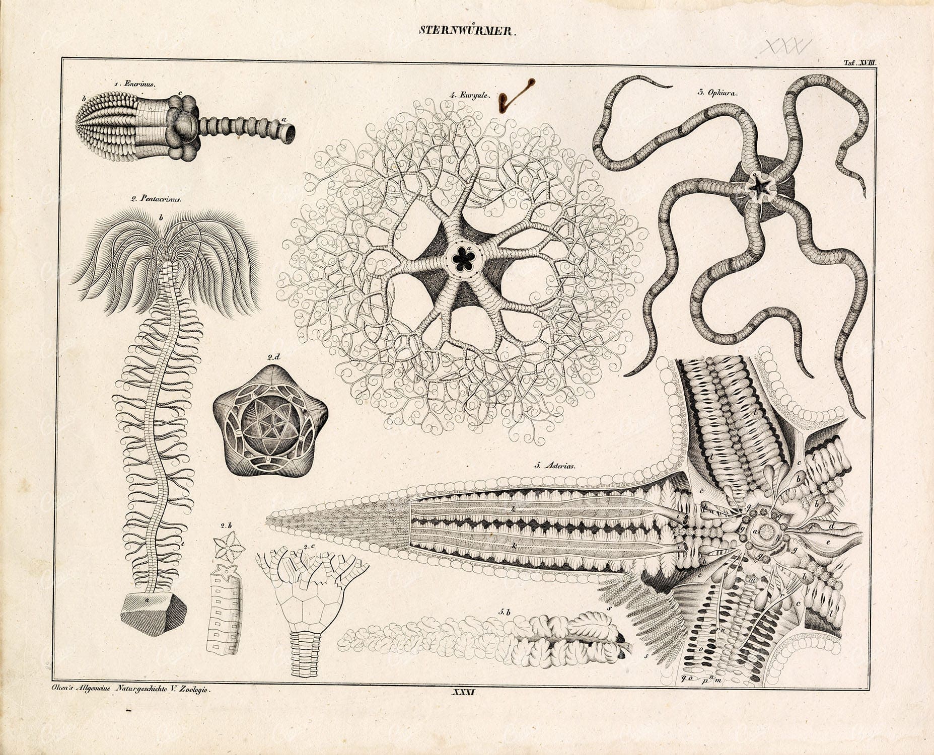 STARWORM - Antique Oken's Naturgeschichte Lithograph