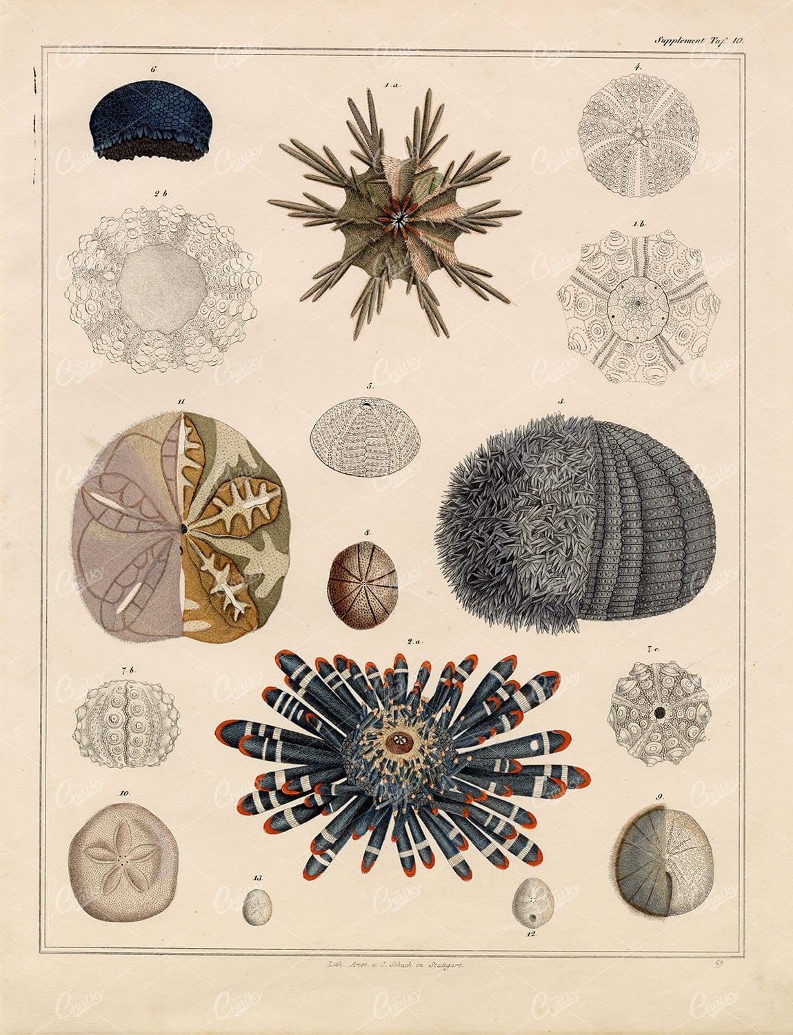 NAUTICAL - Antique Handcolored Lithograph - Oken's Naturgeschichte