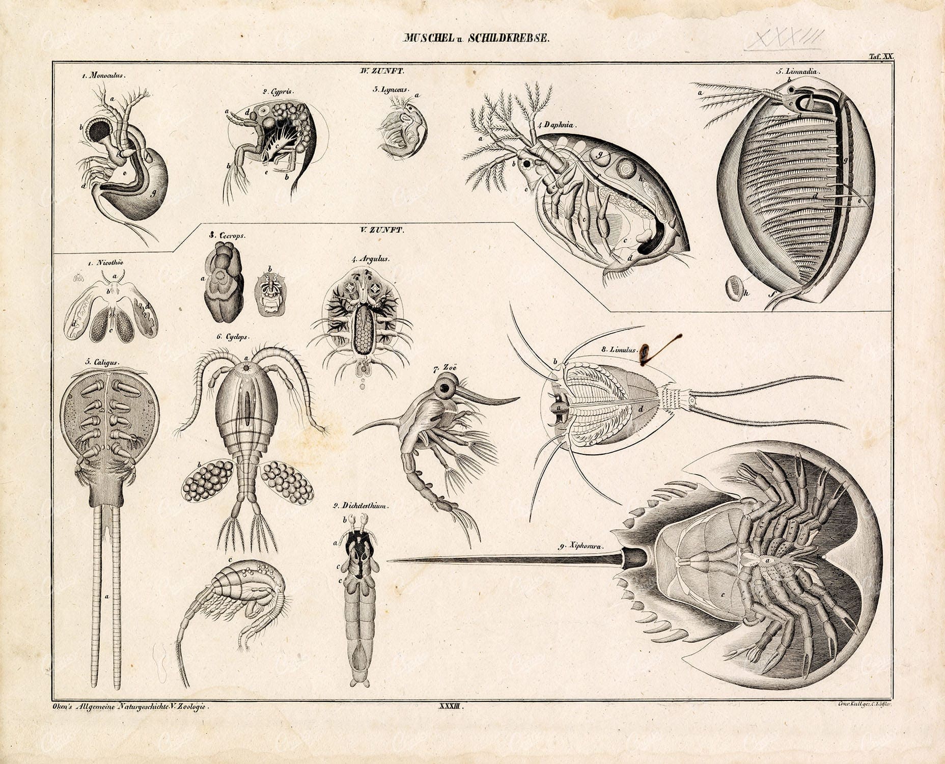 CRAYFISH - Antique Oken's Naturgeschichte Lithograph Plate