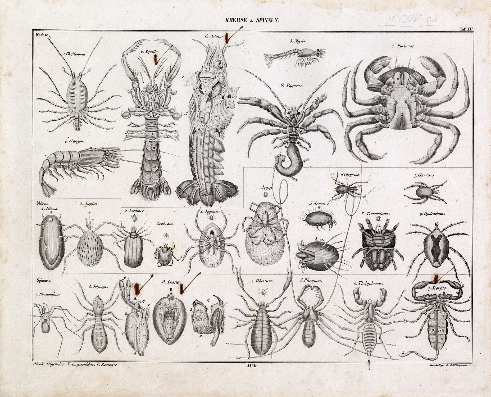 VINTAGE Print - Crabs, Lobsters, etc - Antique Oken's Naturgeschichte Print