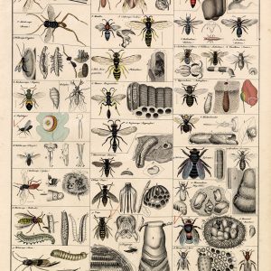 BEES and Wasps - Insects Antique Oken's Naturgeschichte Print
