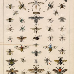 BEES and Wasps - Insects Antique Oken's Naturgeschichte Artwork