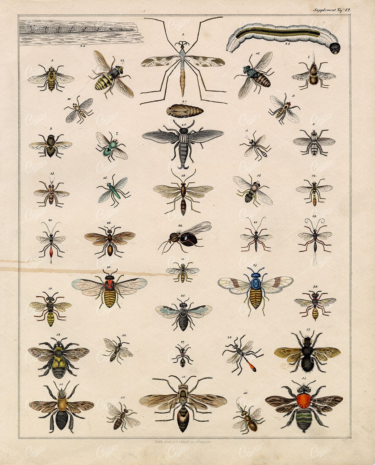 Bees And Wasps - Insects Antique Oken's Naturgeschichte Artwork