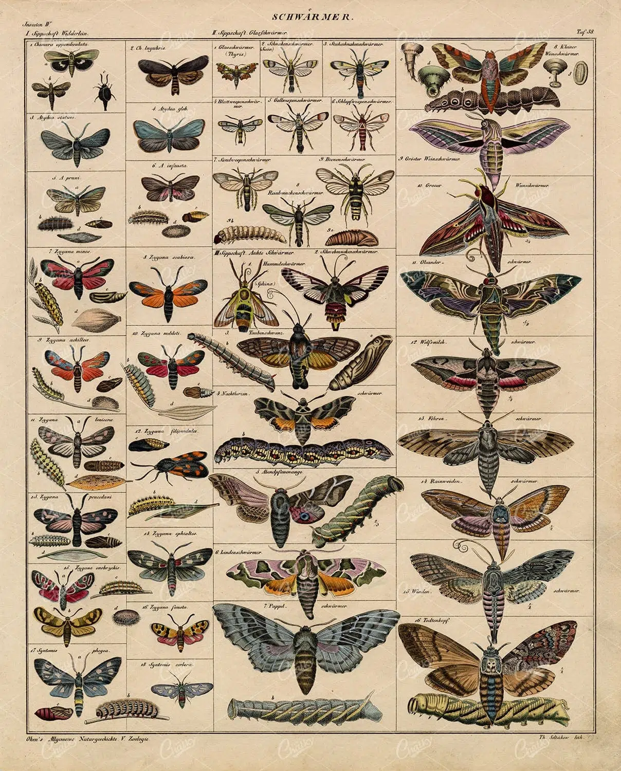Butterfly Species Chart with Caterpillars and Chrysalis – Natural