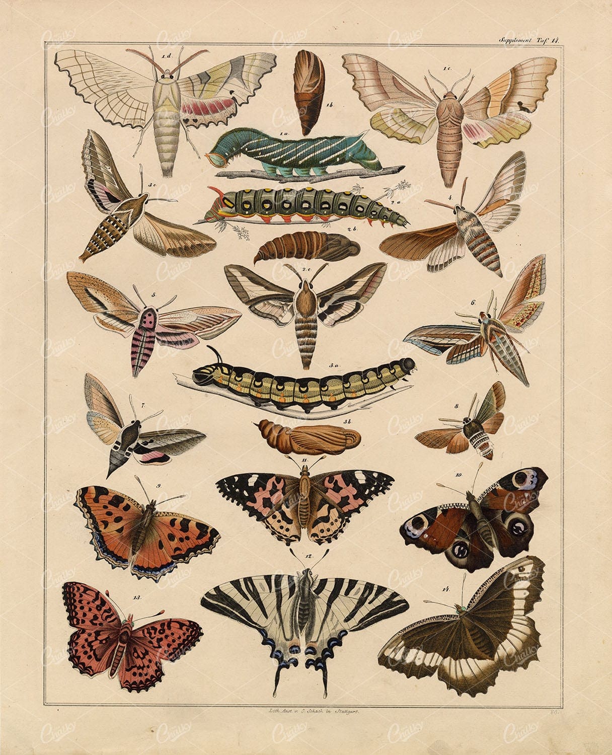 Moths And Butterflies - Handcoloured Antique Oken's Naturgeschichte Art