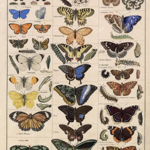 BUTTERFLIES - Handcoloured Antique Oken's Naturgeschichte Artwork
