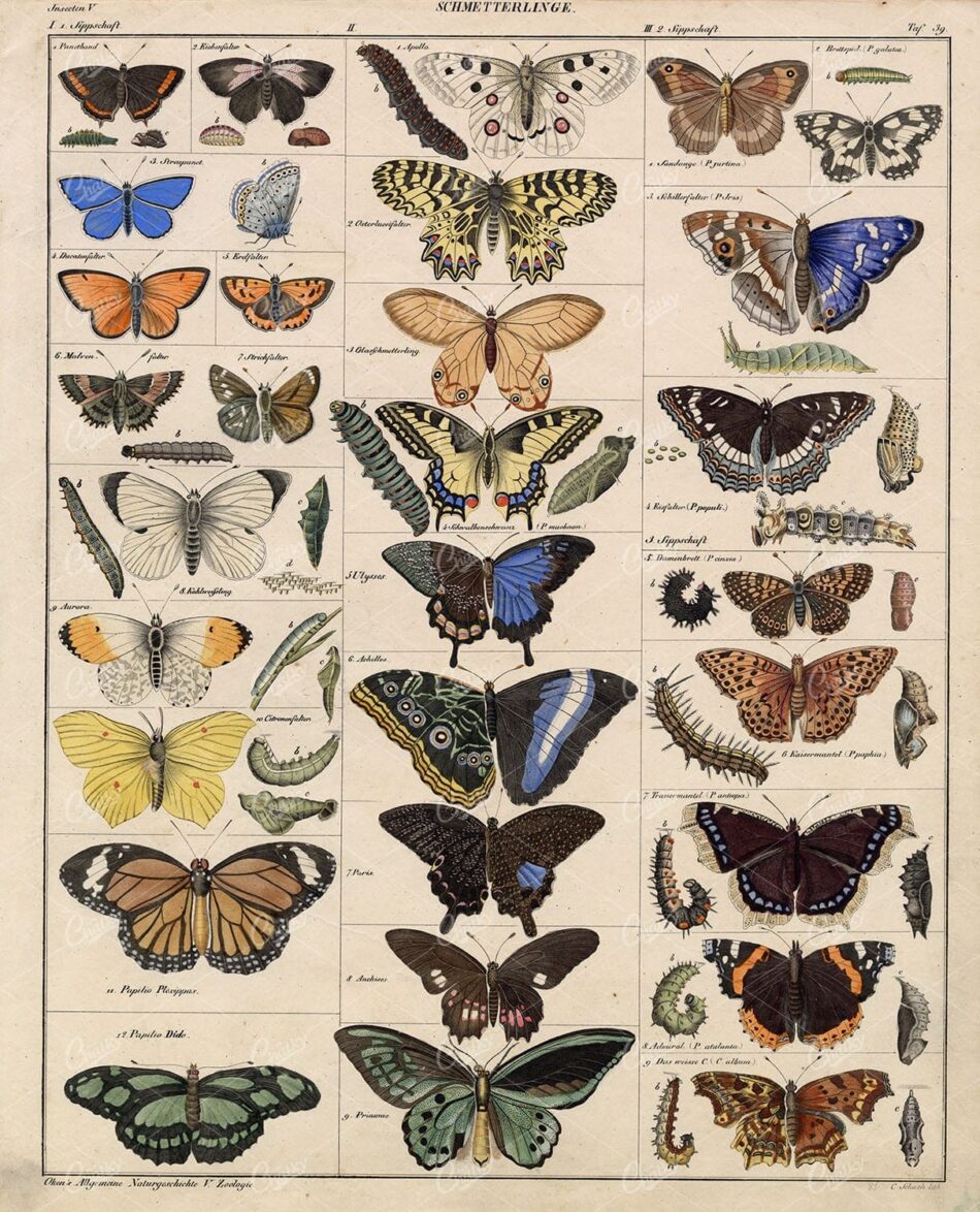 Butterflies - Handcoloured Antique Oken's Naturgeschichte Artwork