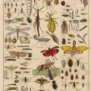 INSECTS - Various Fly Species - Antique Oken's Naturgeschichte Artwork
