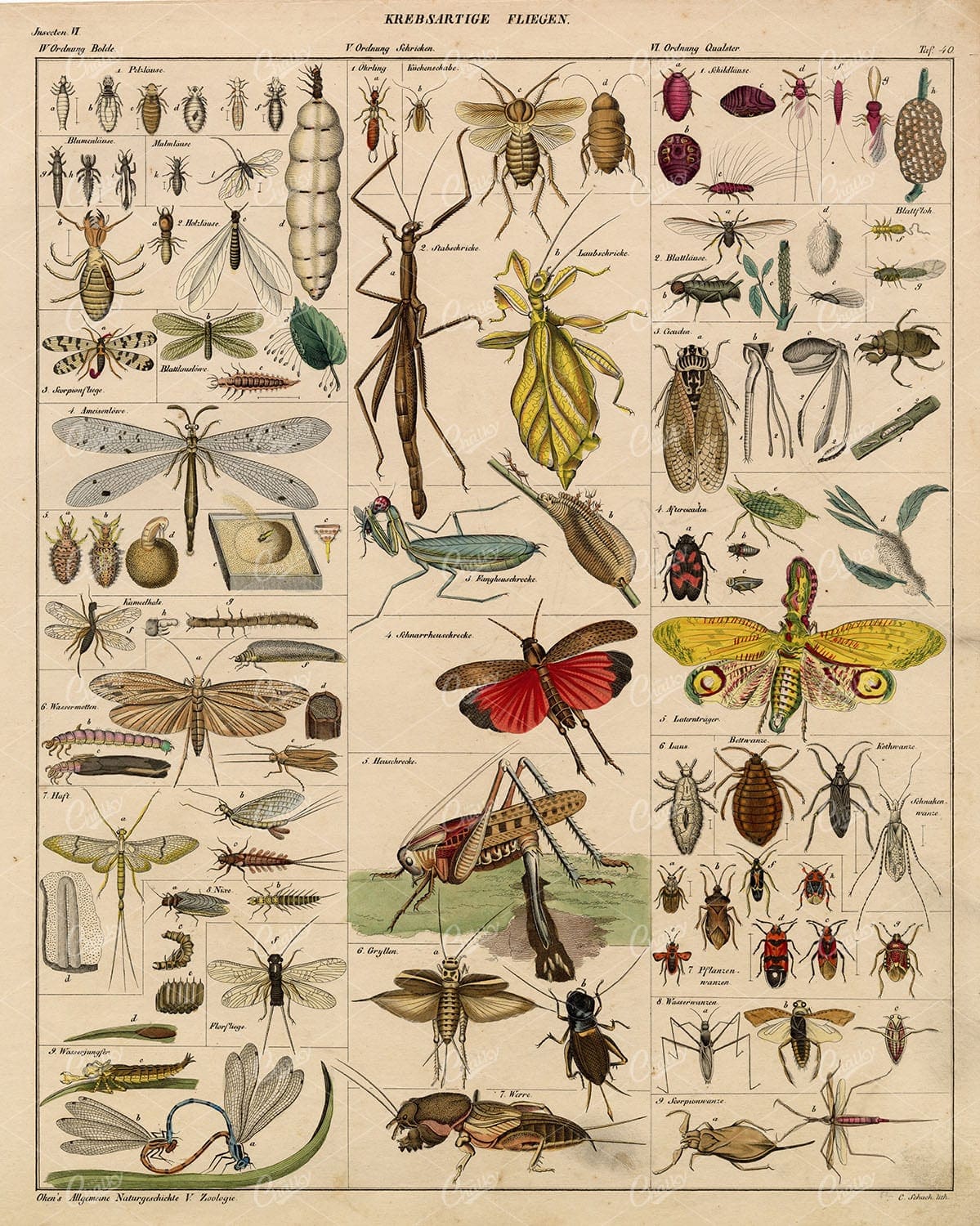 INSECTS - Various Fly Species - Antique Oken's Naturgeschichte Artwork