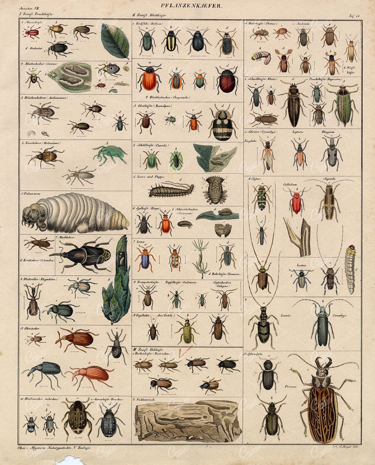 INSECTS - Plantbeetle - Antique Oken's Naturgeschichte Artwork 1830's