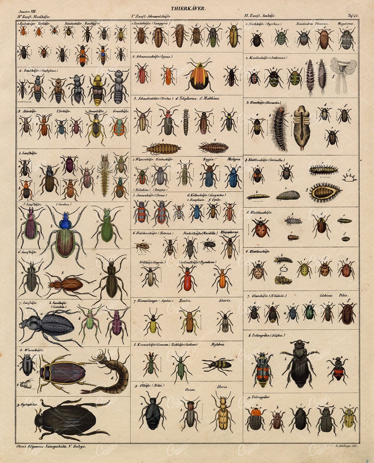 INSECTS - Beetles - Antique Oken's Naturgeschichte Artwork 1830's