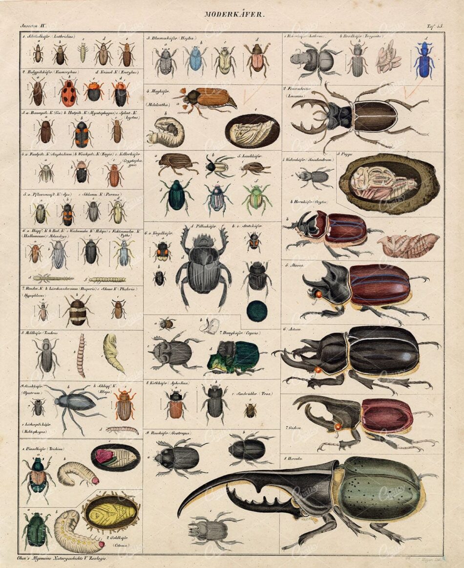 INSECTS - Beetles - Vintage Oken's Naturgeschichte Artwork 1830's