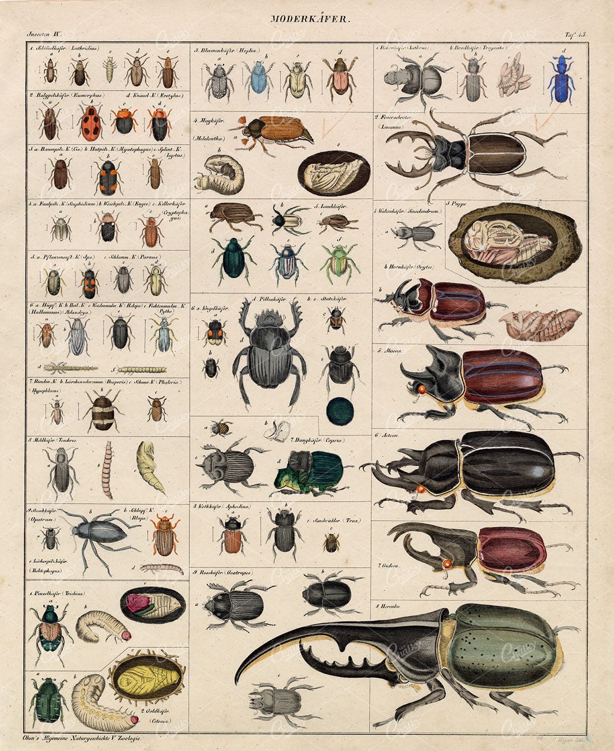 INSECTS - Beetles - Vintage Oken's Naturgeschichte Artwork 1830's