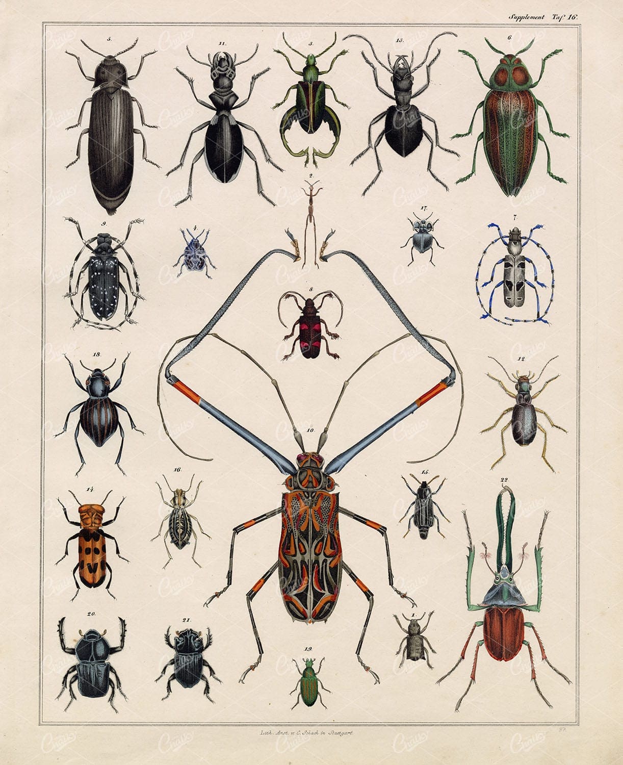 Insects - Beetles - Antique Oken's Naturgeschichte Print