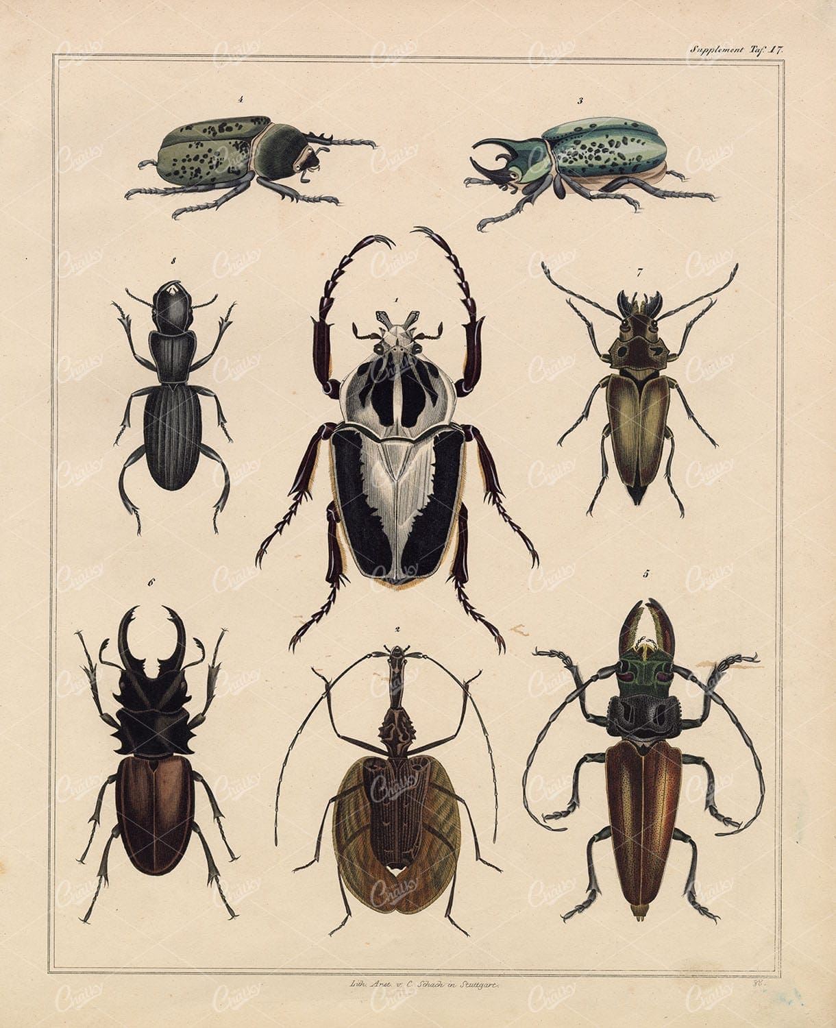 Insects - Beetle Species - Oken's Naturgeschichte Artwork 1830's