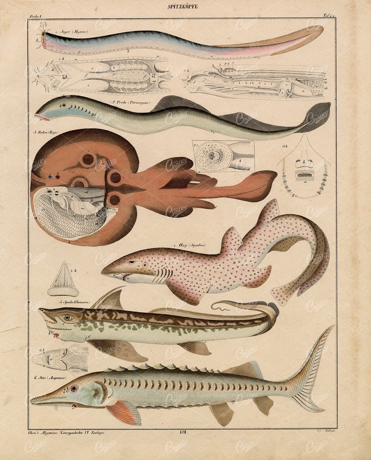 Marine Animals - Sturgeon, Sting Ray - Oken's Naturgeschichte Art