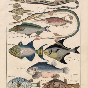 FISH - Porcupinefish, Boxerfish, Mormyrus, Pangasius - Antique Artwork