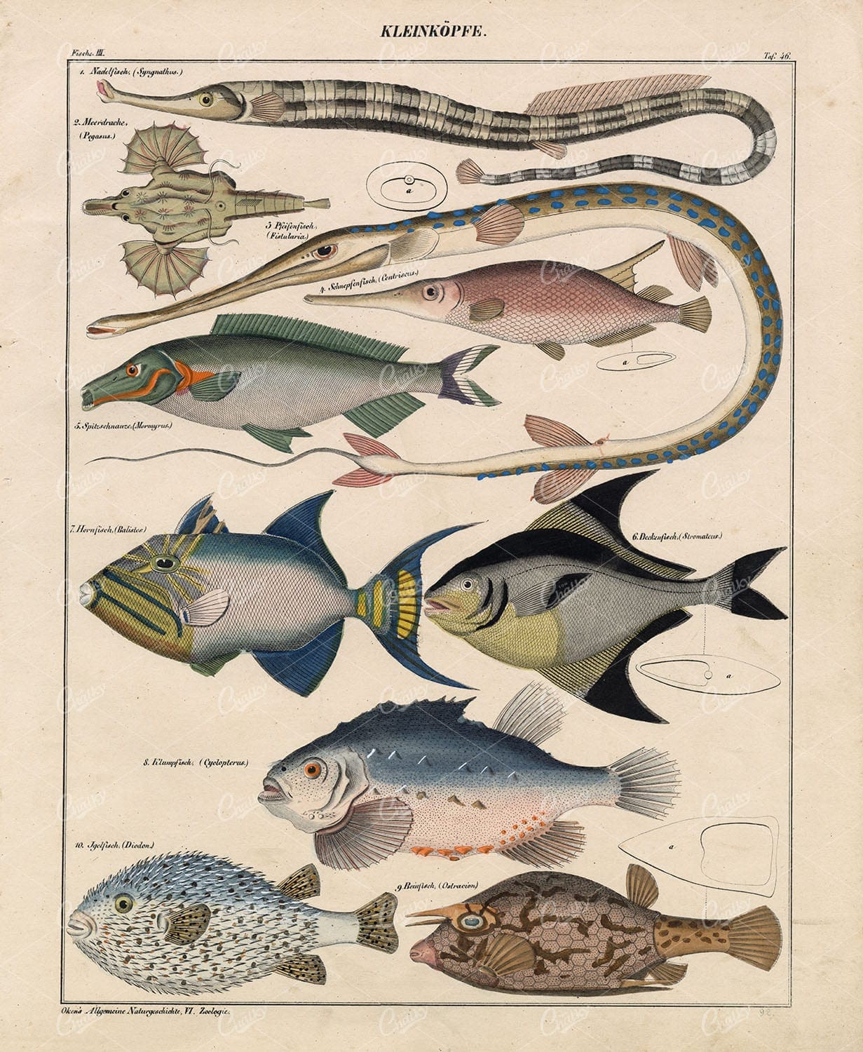 Fish - Porcupinefish, Boxerfish, Mormyrus, Pangasius - Antique Artwork