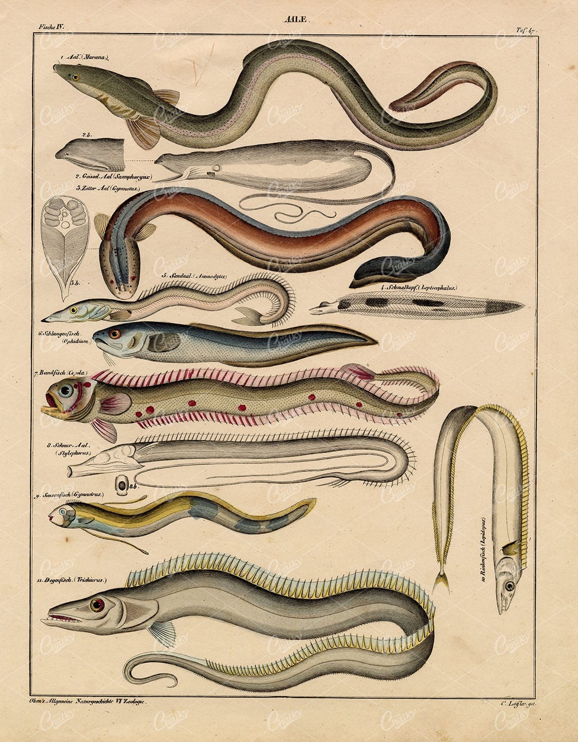 FISH - Ophidium, Hairtail, Stylephorus - Antique Handcoloured Artwork
