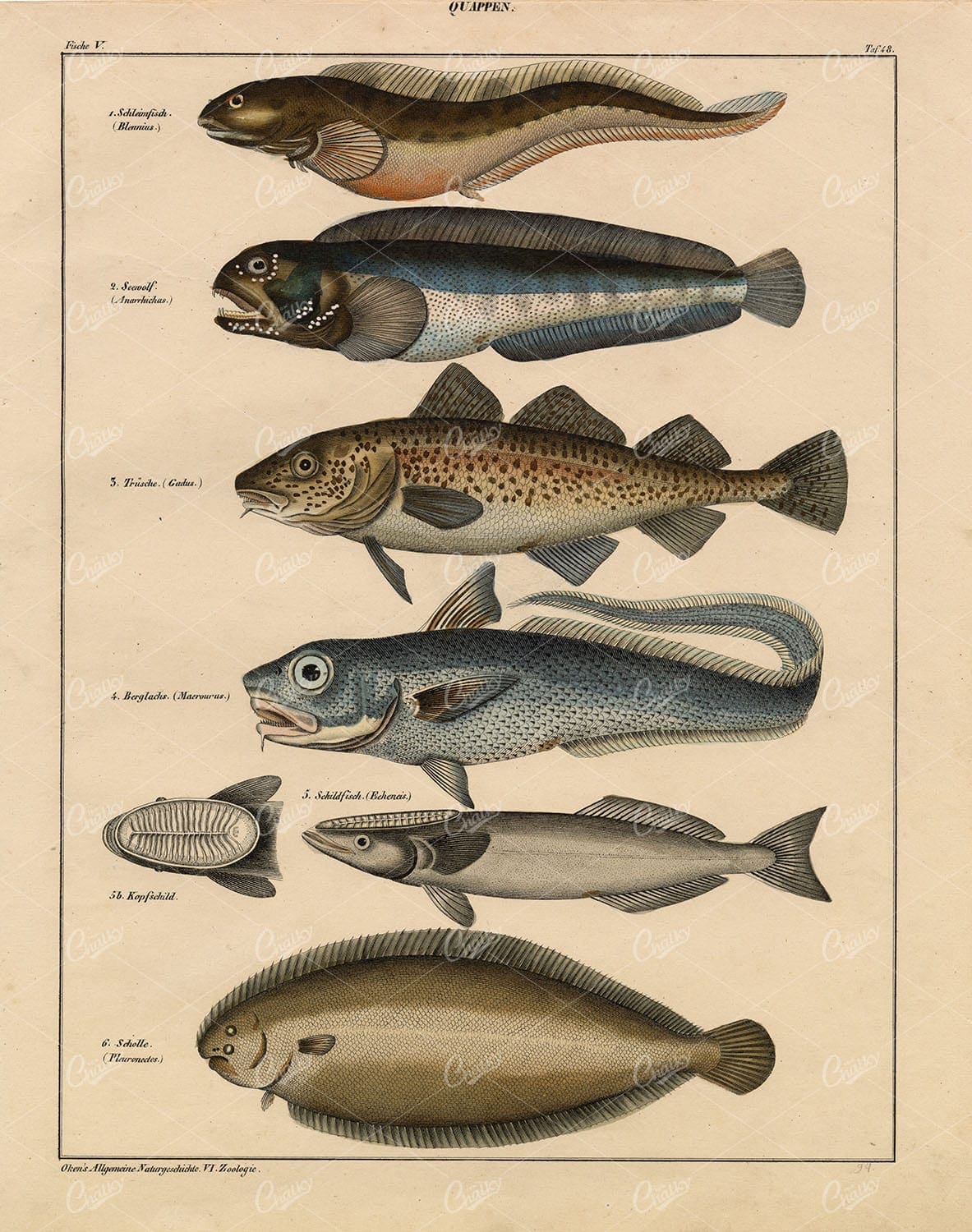 Burbot - Quappen, Flounder, Macrourus - Antique Handcoloured Artwork