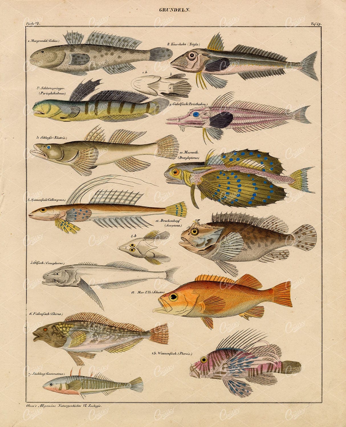 GOBIES - Gurnard, Scorpion Fish, Lion Fish - Antique Handcolored Litho