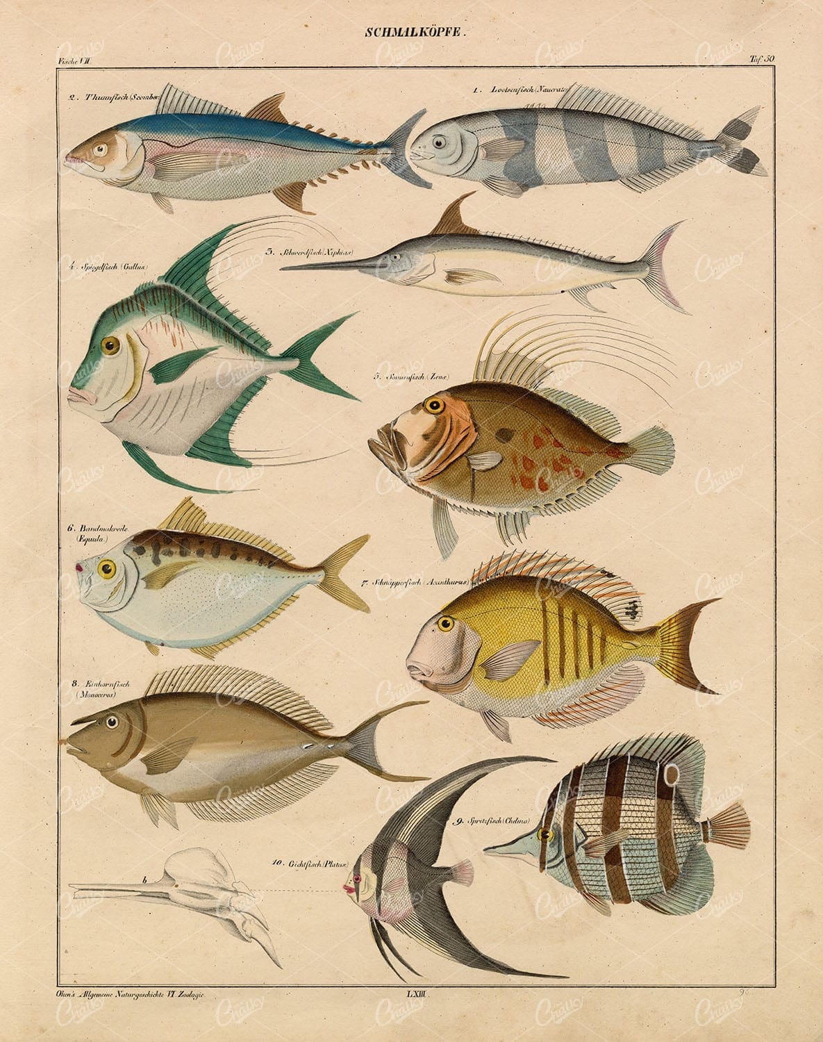 Fish - Zeus, Ephippidae, Bat Fish, Swordfish - Antique Handcolored Art