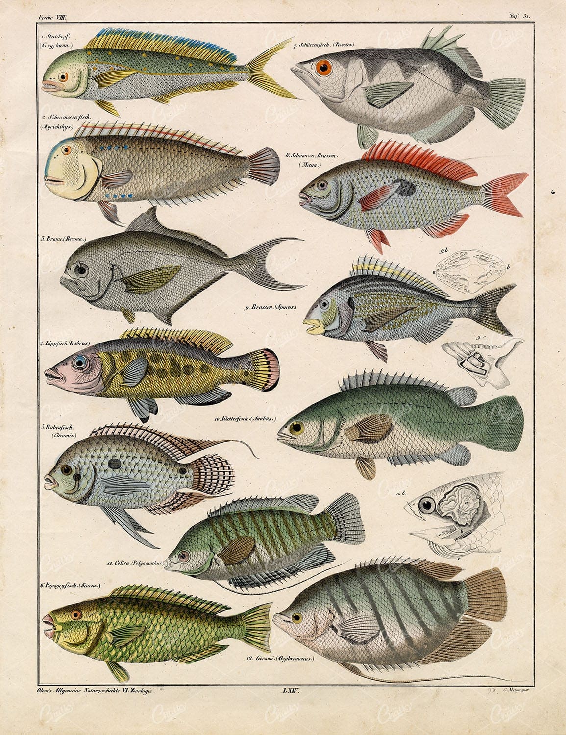 FISH - Gilt-Head Bream, Parrot Fish, Labrus Fish - Antique Colored Artwork