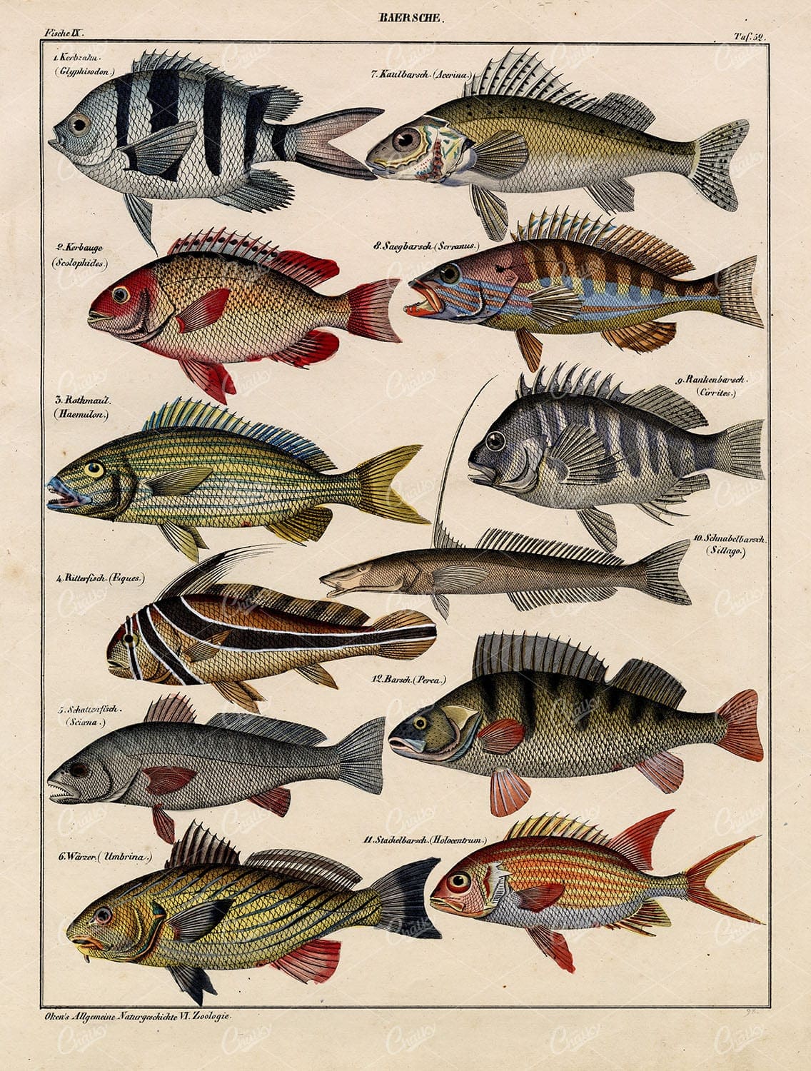 Fish - Sillago, Glyphisodon, Umbrina Fish - Antique Handcolored Artwork